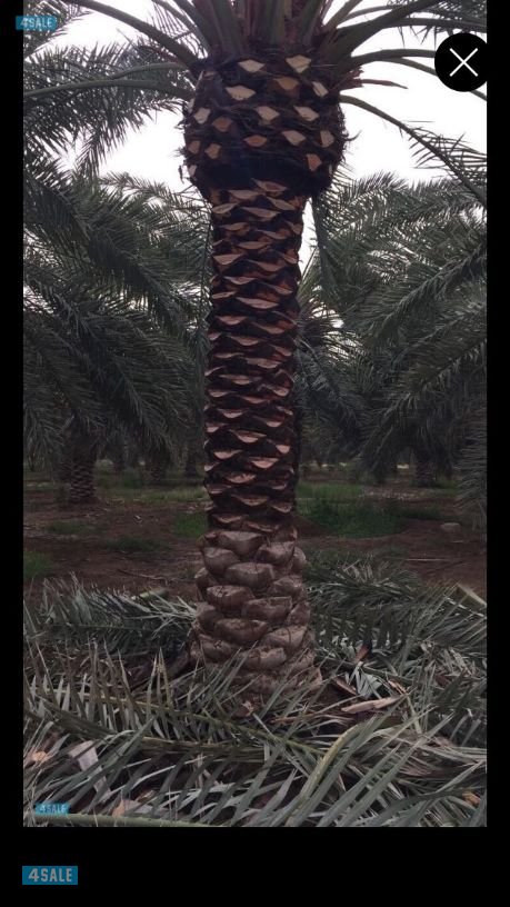 🌴🌴جاسم اهوازي للنخيل 📲55611383 🌴🌴2