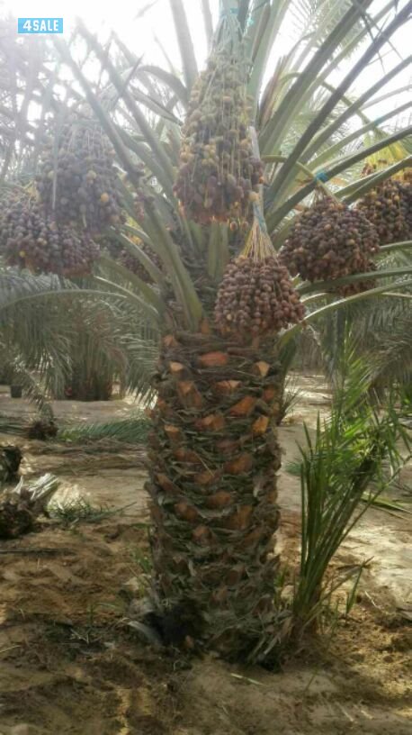 🌴🌴جاسم اهوازي للنخيل 📲55611383 🌴🌴3