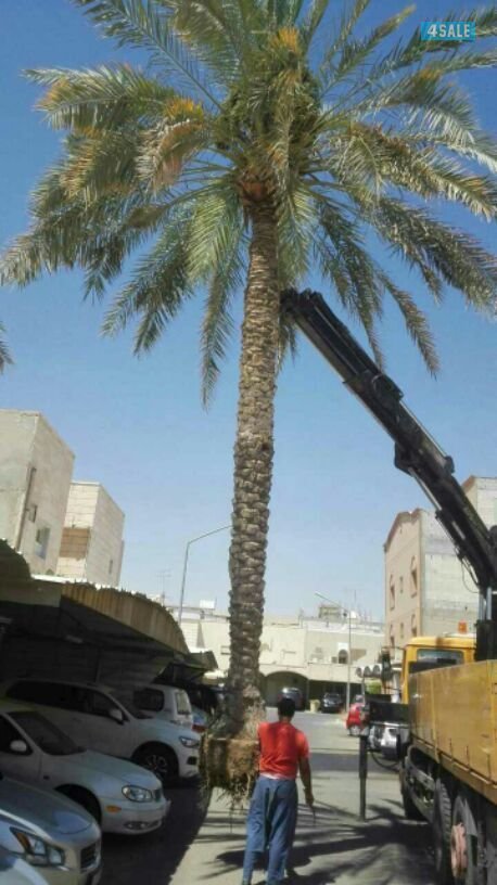 🌴🌴جاسم اهوازي للنخيل 📲55611383 🌴🌴4