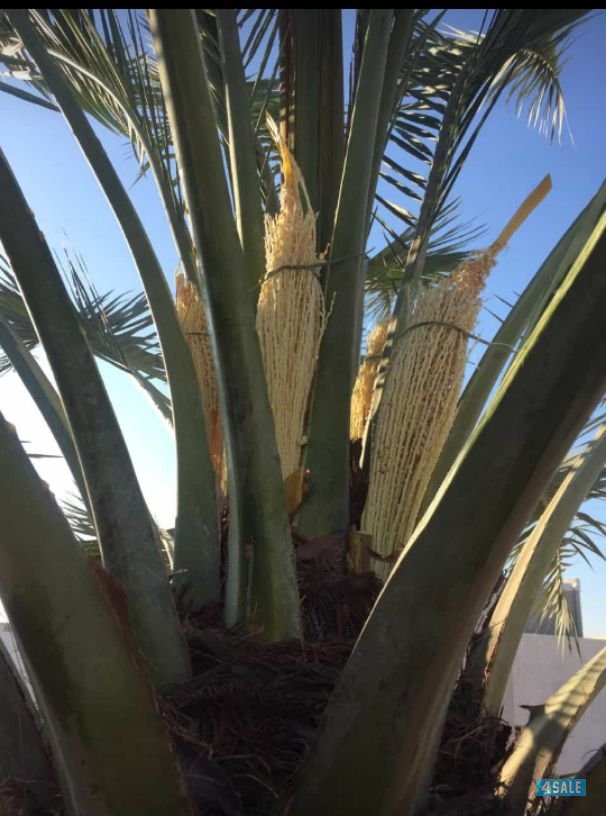 🌴🌴جاسم اهوازي للنخيل 📲55611383 🌴🌴0