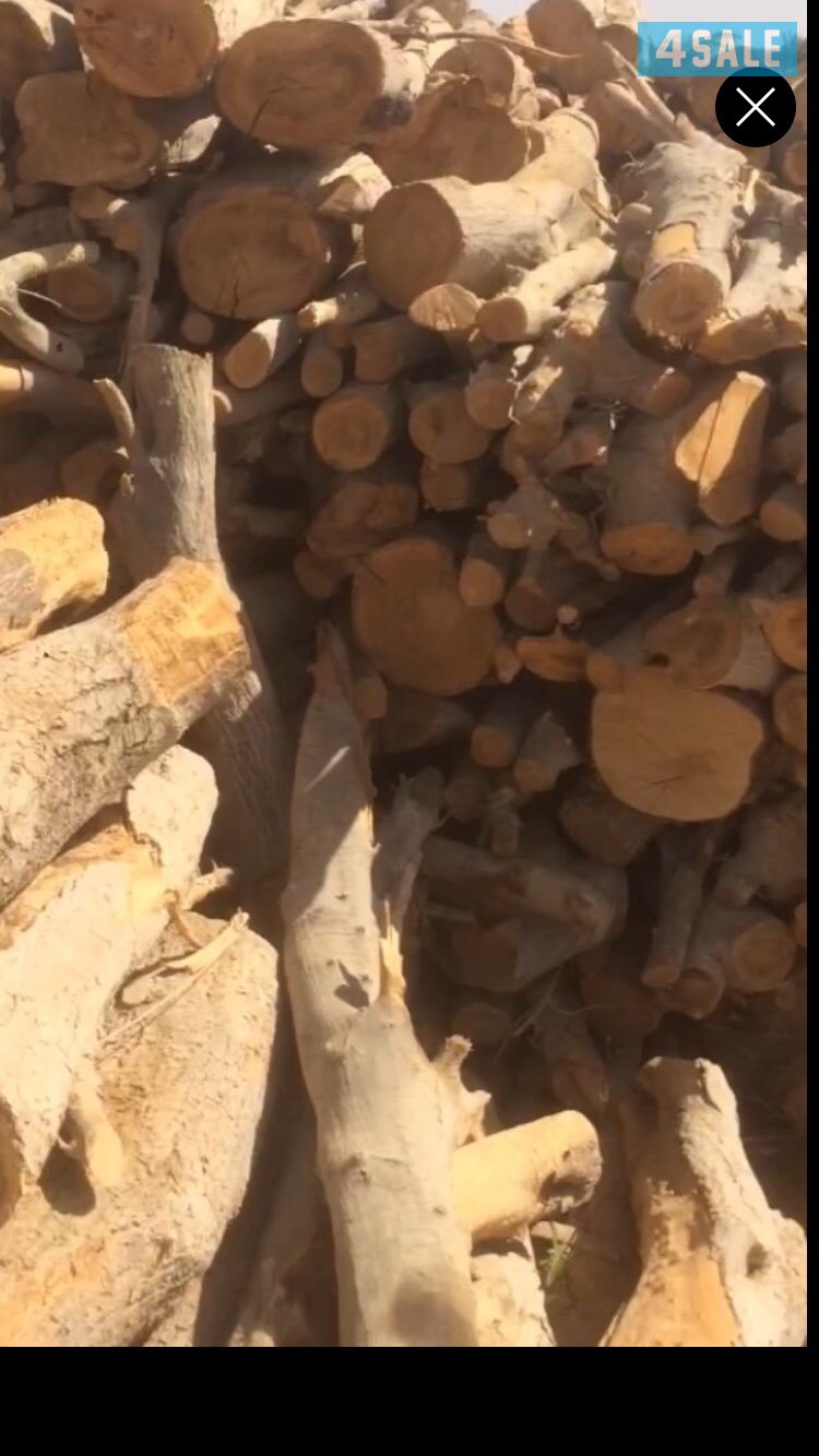 حطب شب زيتون ممتاز مشروووط ناشف جروم وخياس مقصص شلايخ الخيشة ١٠ كيلو0