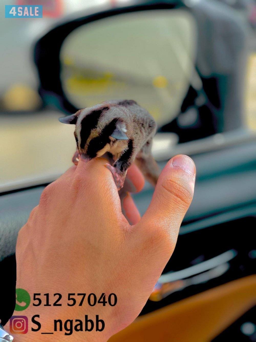 شوقر قلايدر اليف و يصلح للاطفال🔥 يوجد خدمه توصيل جميع مناطق الكويت 😍0