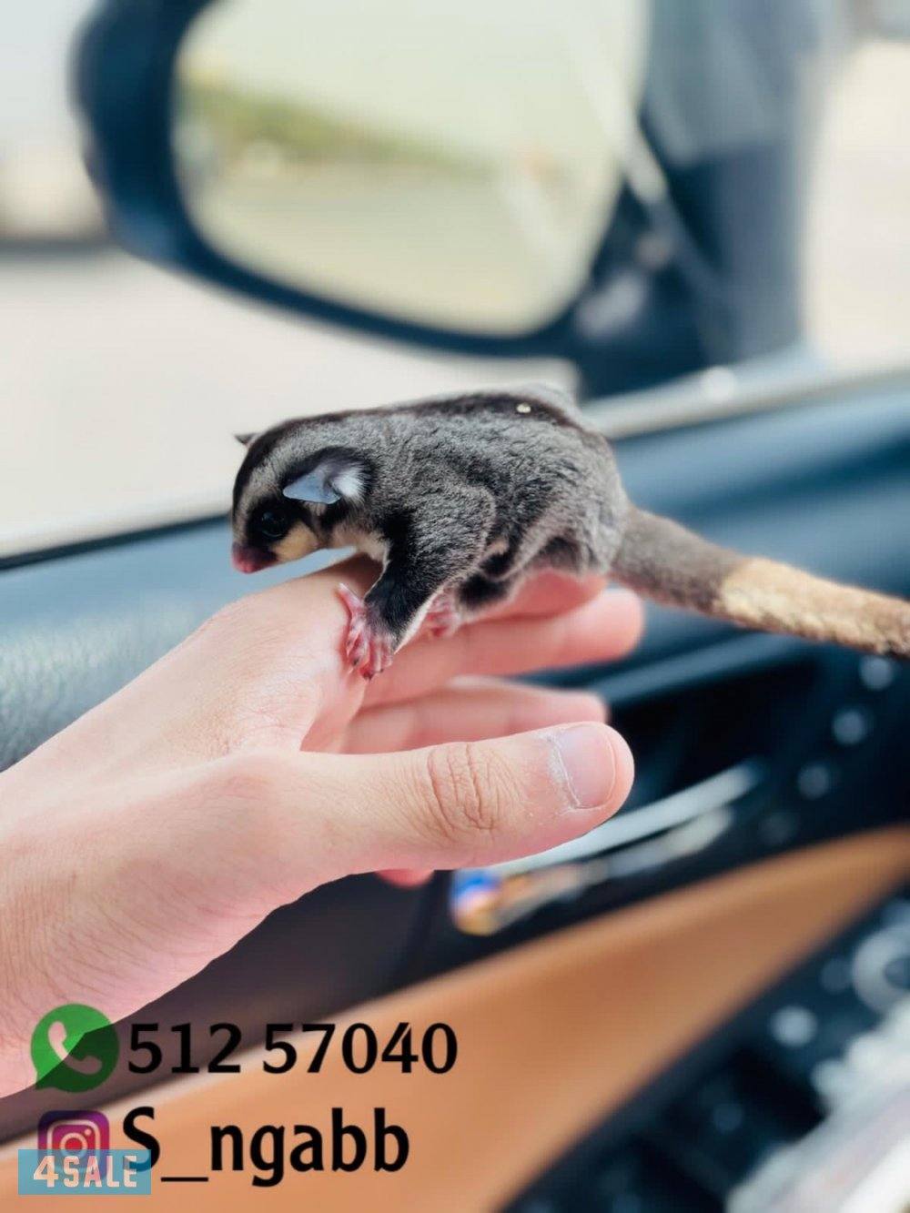 شوقر قلايدر اليف و يصلح للاطفال🔥 يوجد خدمه توصيل جميع مناطق الكويت 😍1