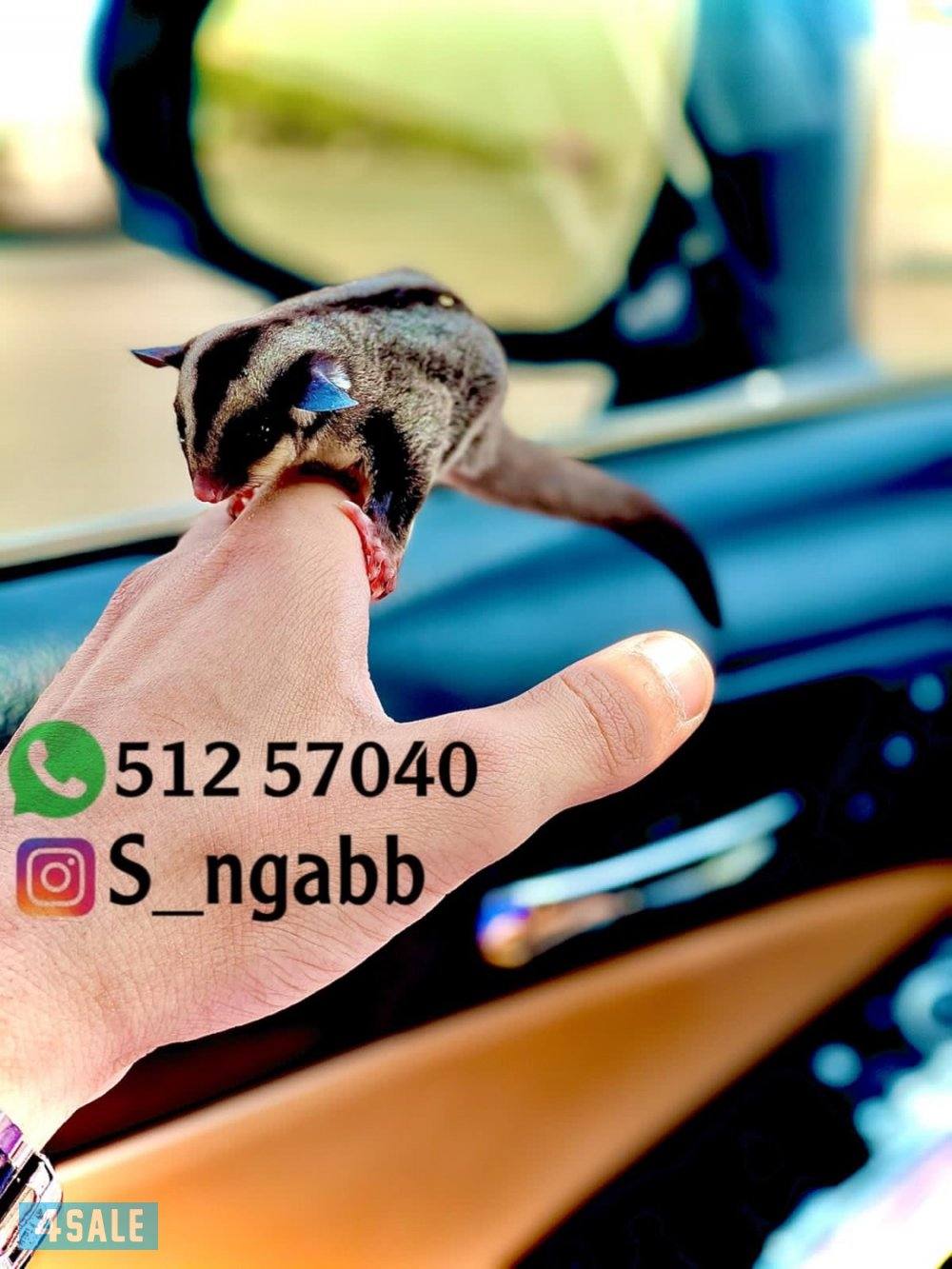 شوقر قلايدر اليف و يصلح للاطفال🔥 يوجد خدمه توصيل جميع مناطق الكويت 😍2