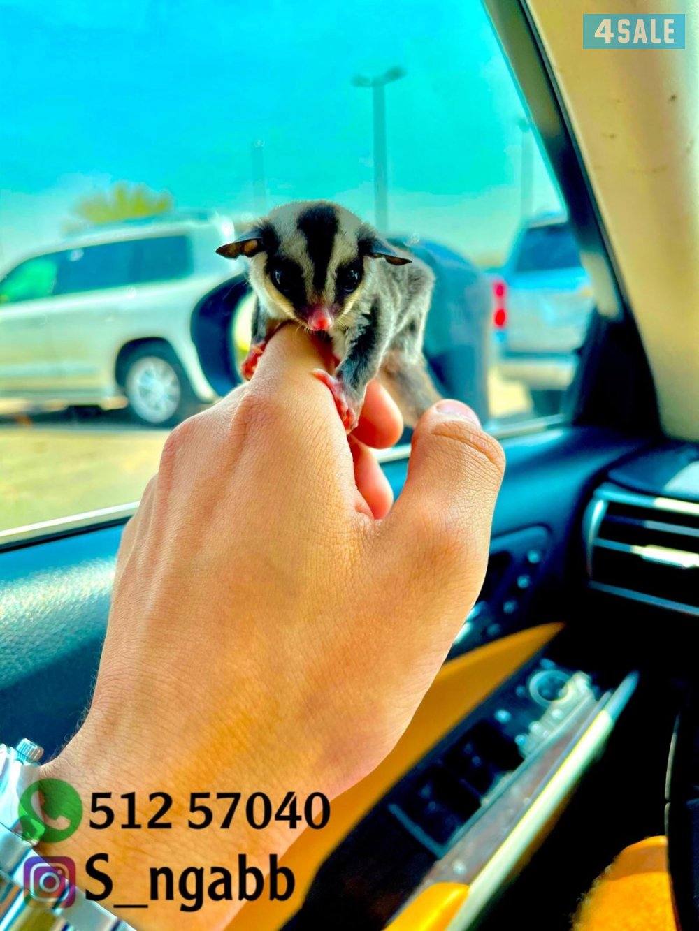 شوقر قلايدر اليف و يصلح للاطفال🔥 يوجد خدمه توصيل جميع مناطق الكويت 😍3