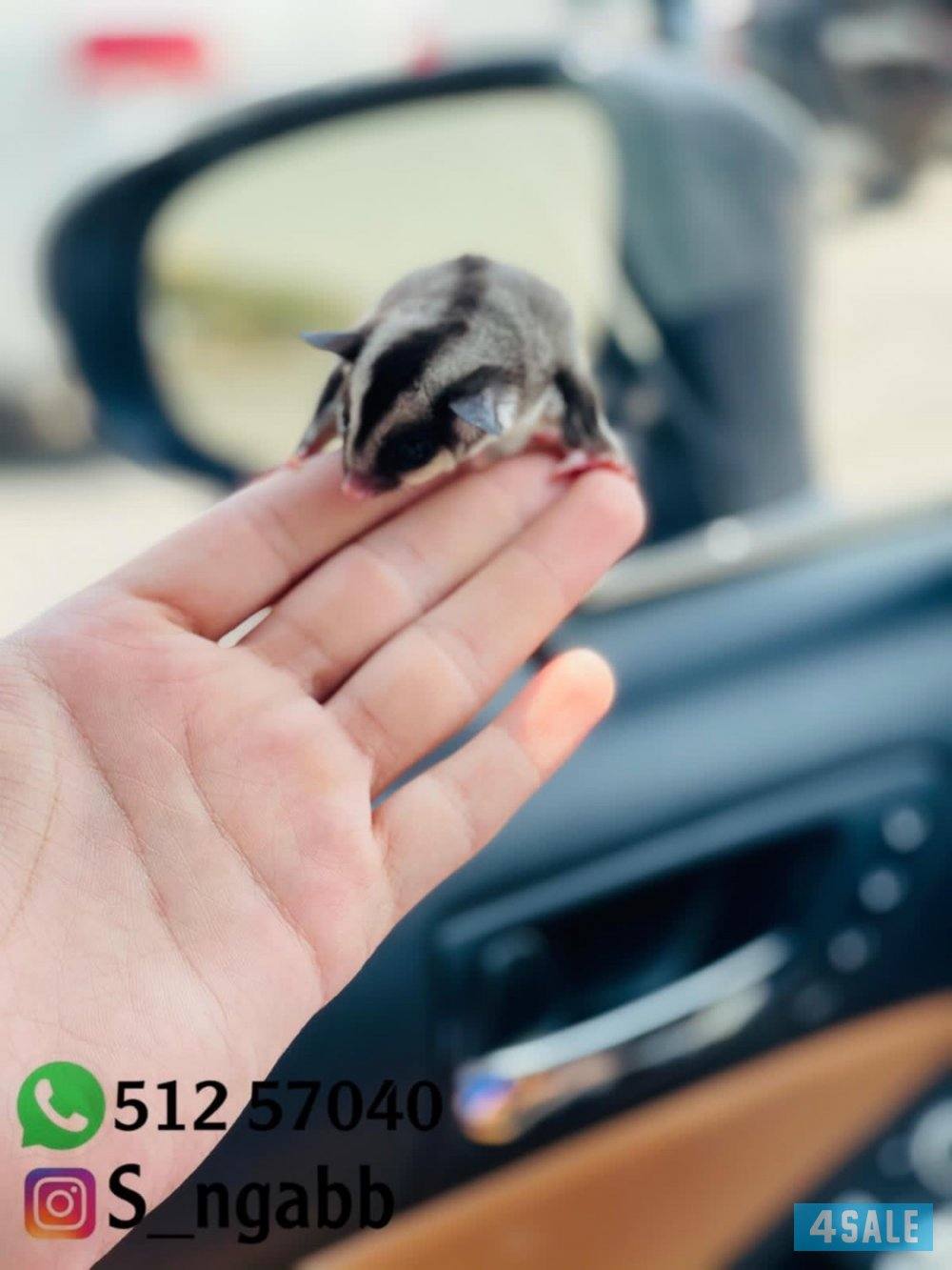 شوقر قلايدر اليف و يصلح للاطفال🔥 يوجد خدمه توصيل جميع مناطق الكويت 😍4