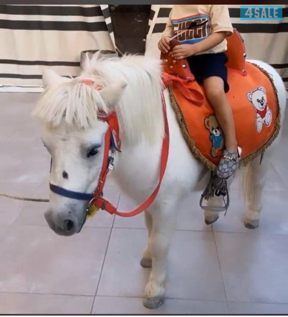 للأيجار بوني للاطفال وعربانه حنطور للقرقيعان توصيل جميع مناطق الكويت0