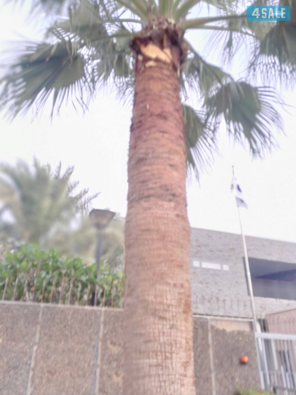 تنسيق حدائق   تنظيف وتكريب نخيل1