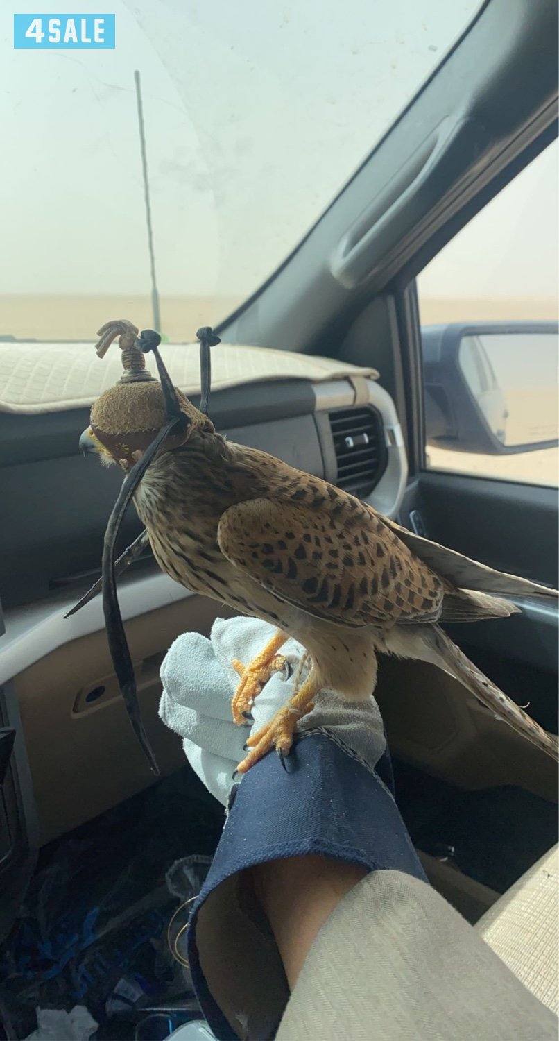 للبيع طير حر0