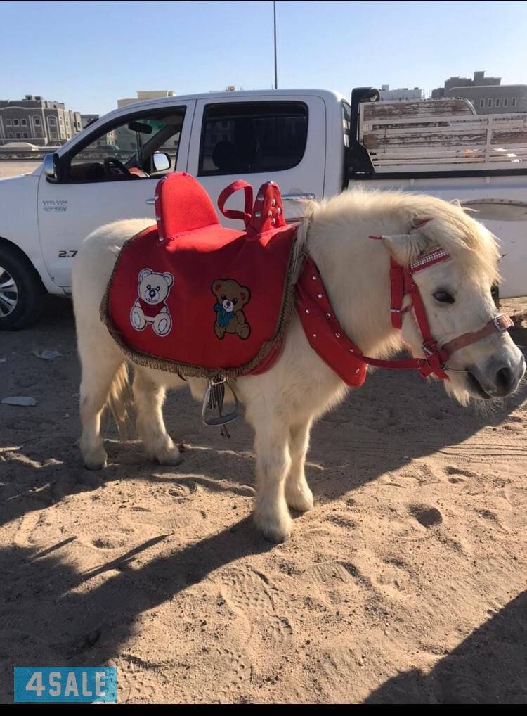 للأيجار بوني وحصان وعربانه حنطور للأطفال توصيل جميع مناطق الكويت0