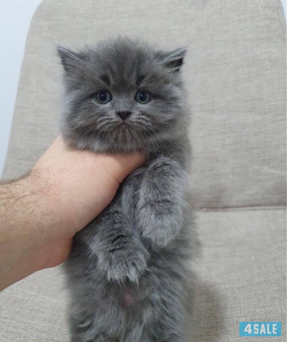 كيتن برتش لونغ هير بيور0