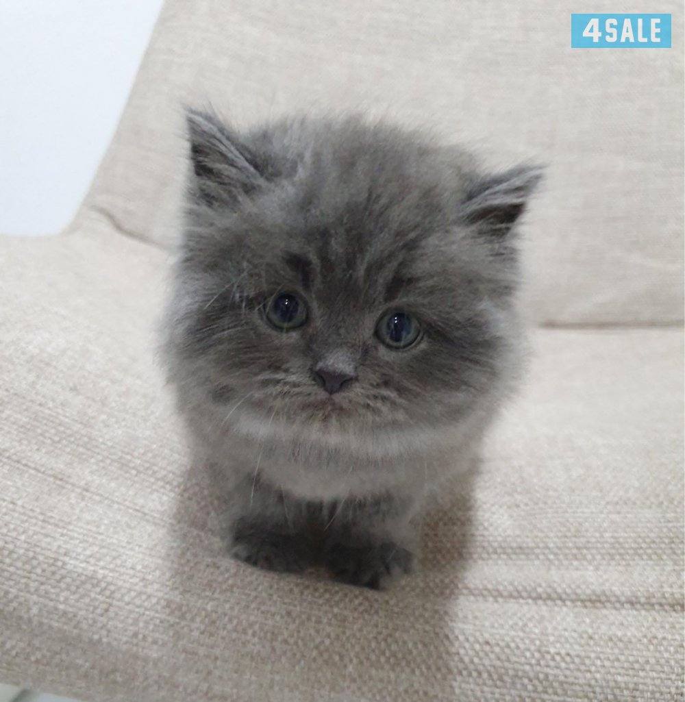 كيتن برتش لونغ هير بيور5