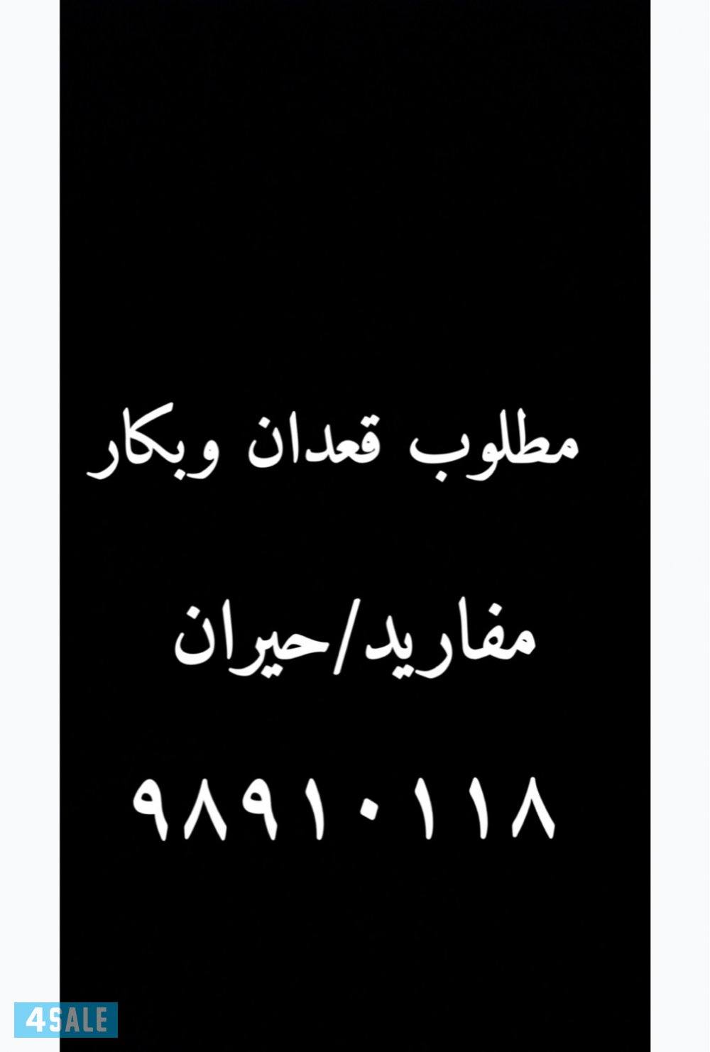 مطلوب قعدان وبكار0