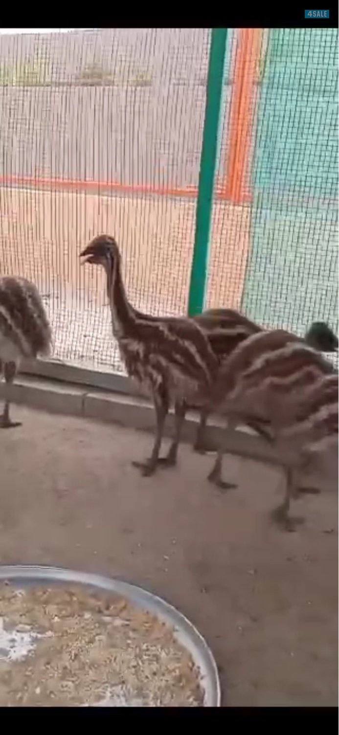 فروخ نعام ايمو1