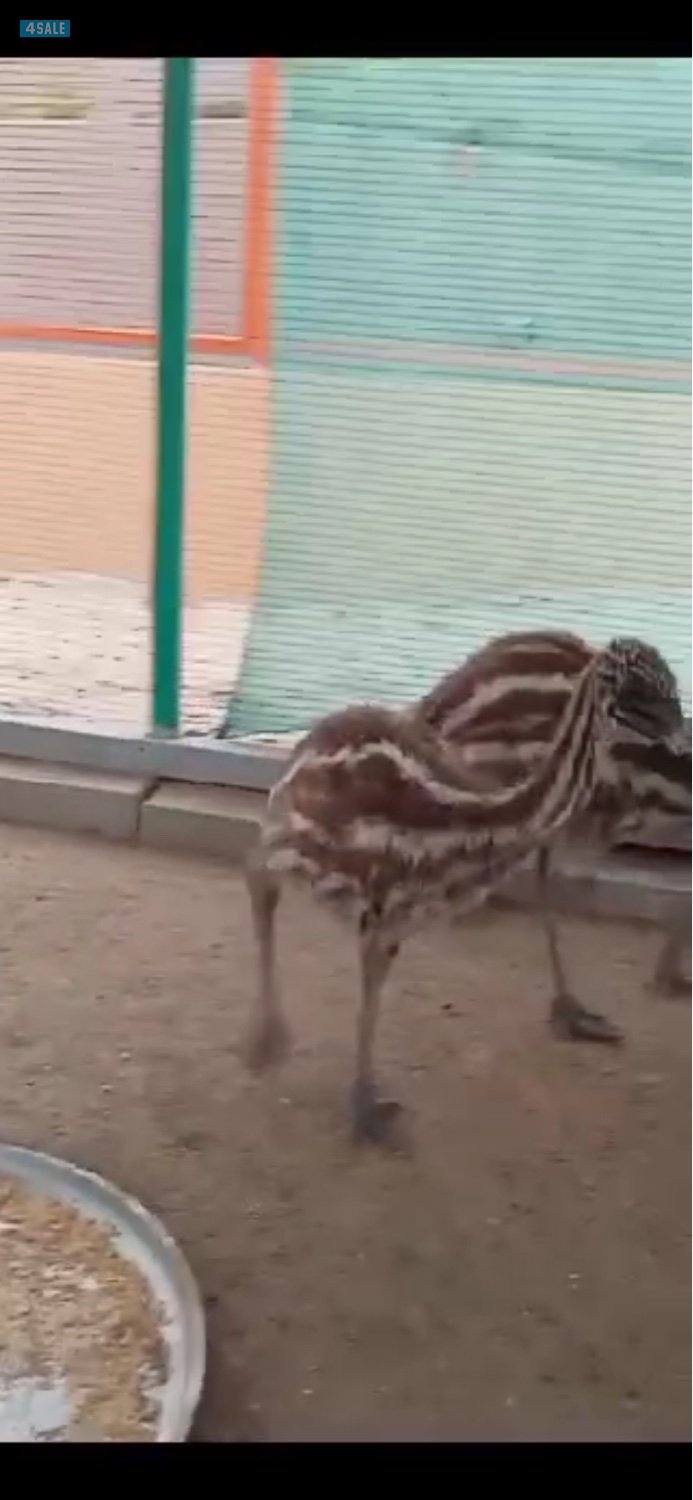 فروخ نعام ايمو2