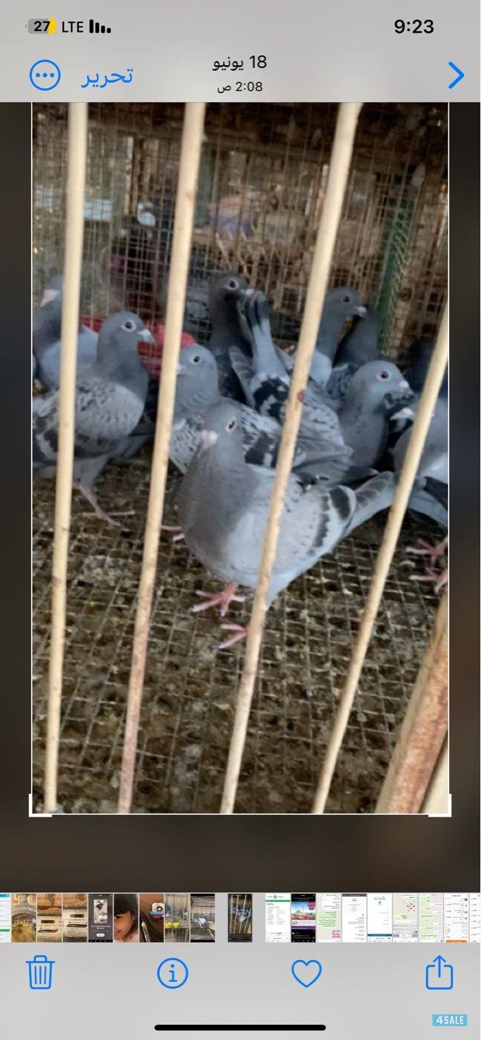 صباح الناصر2