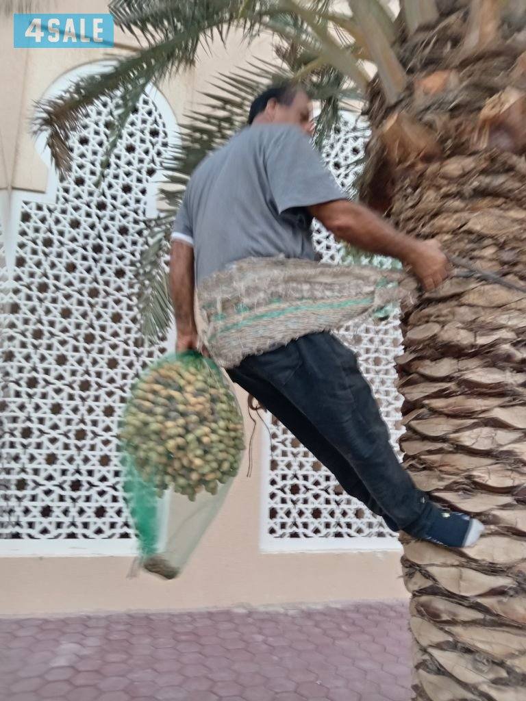 خبير نخل الاهوازي جد واب بيع ومشتري العبدلي والوفره وكل الكويت1