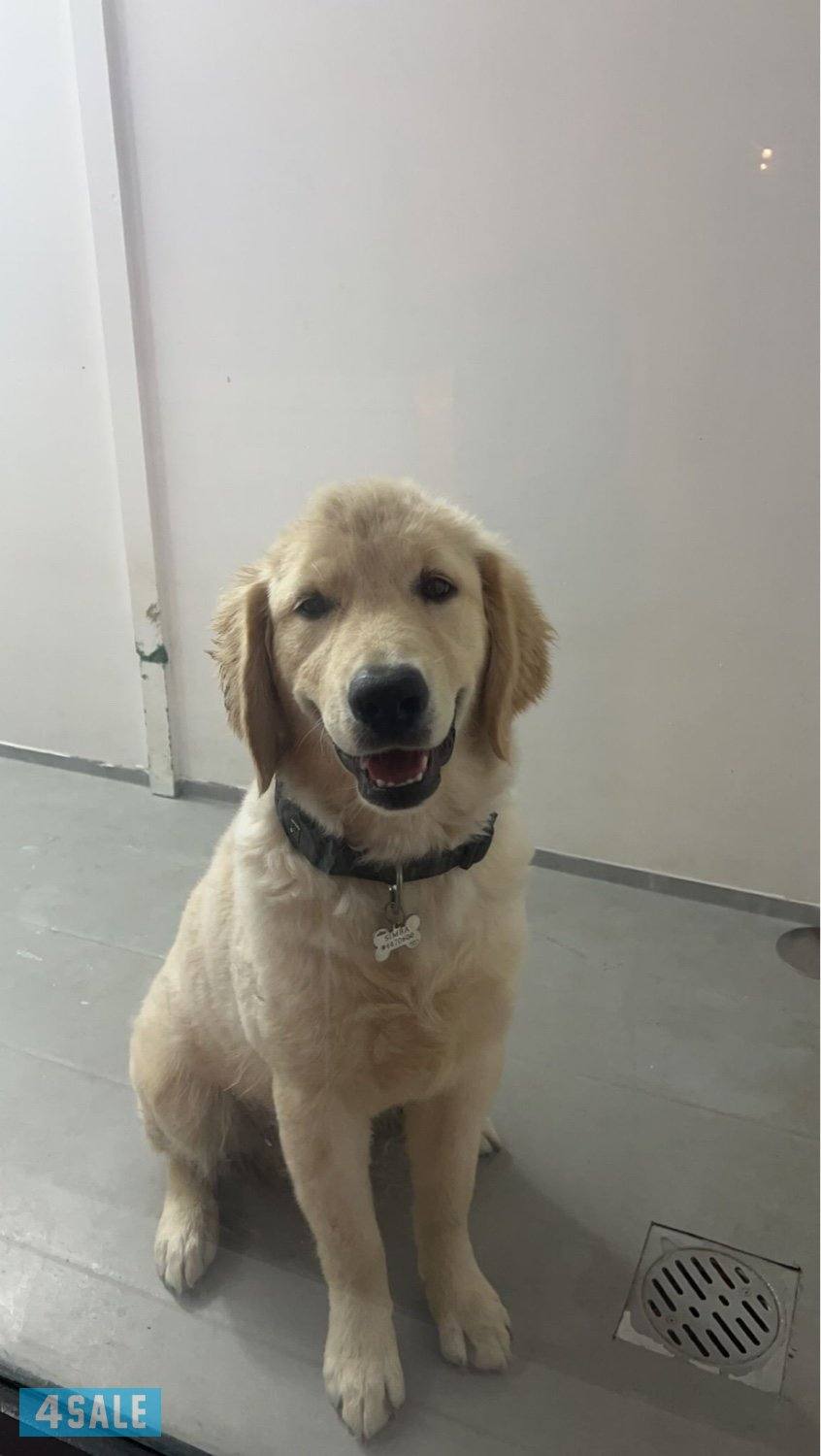 Golden retriever+ dog house