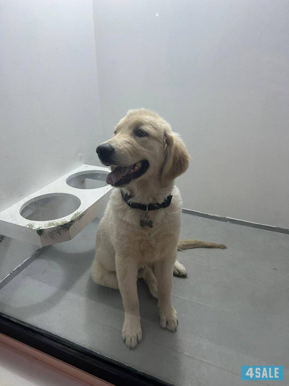 Golden retriever dog house، رقم18098296