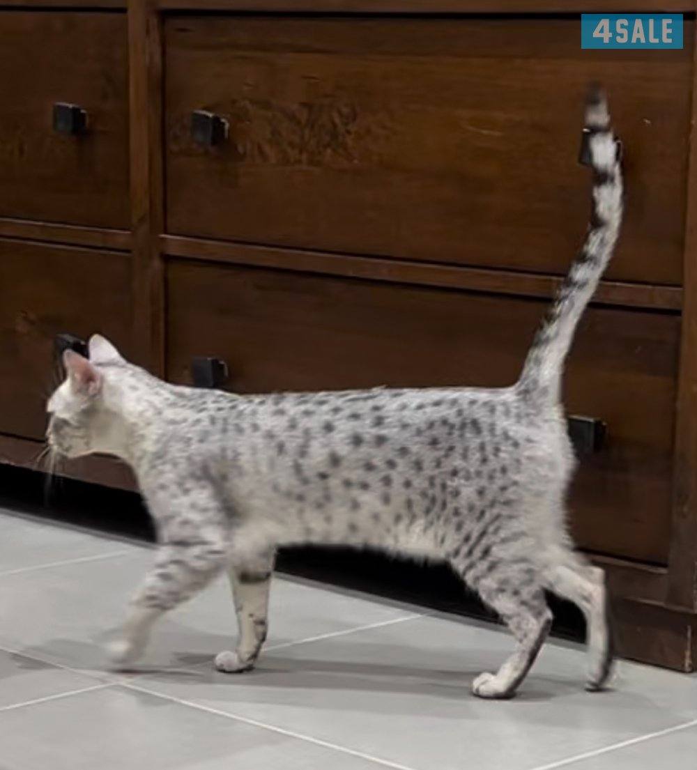 Egyptian Mau, No:18207351