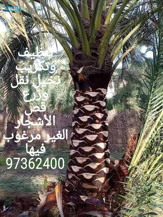 تنسيق حدائق1