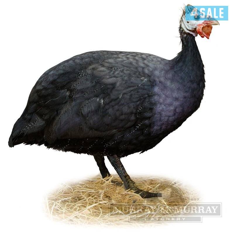 للبيع زوج خيبر مميز Royal Purple0