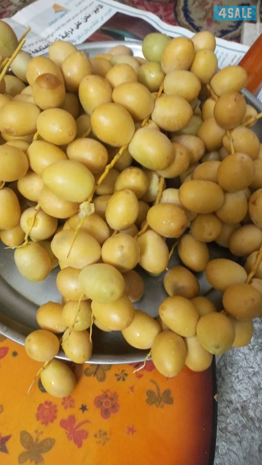 زراع انخل اهوازى تلقيح انخل وتنظيف وتكريب ل3