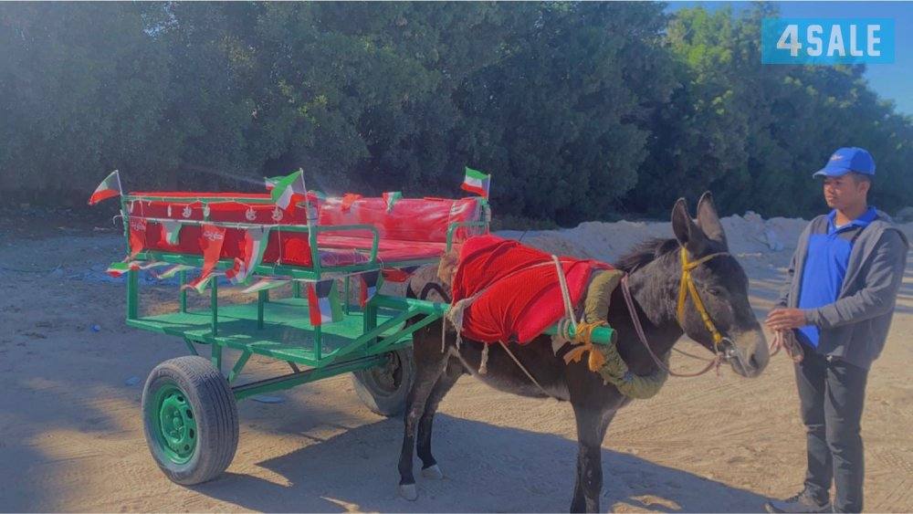 للأيجار بوني وعربانه حنطور للقرقيعان توصيل جميع الكويت متوفر الحجز1