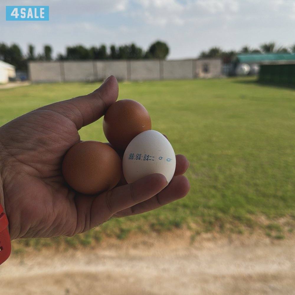بيض للفقاسات وللاكل1