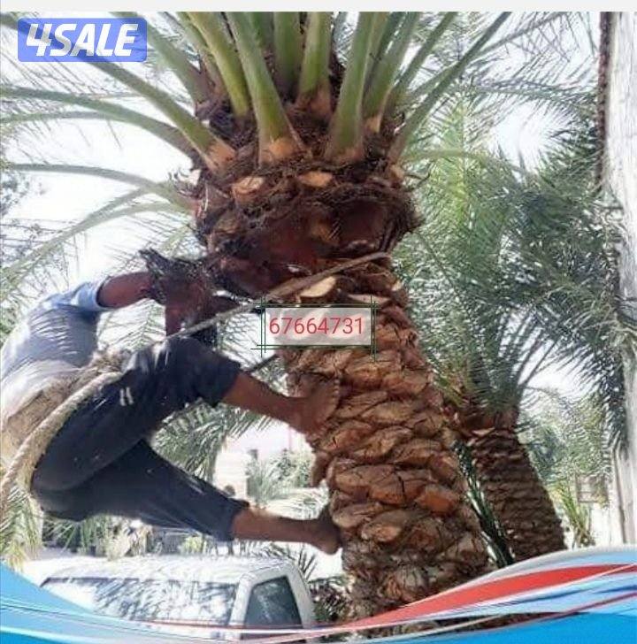 ابو سعيد تكريم النخيل البلدى 🌴وتكريم النخل واشطونيا وقص الاشجار0