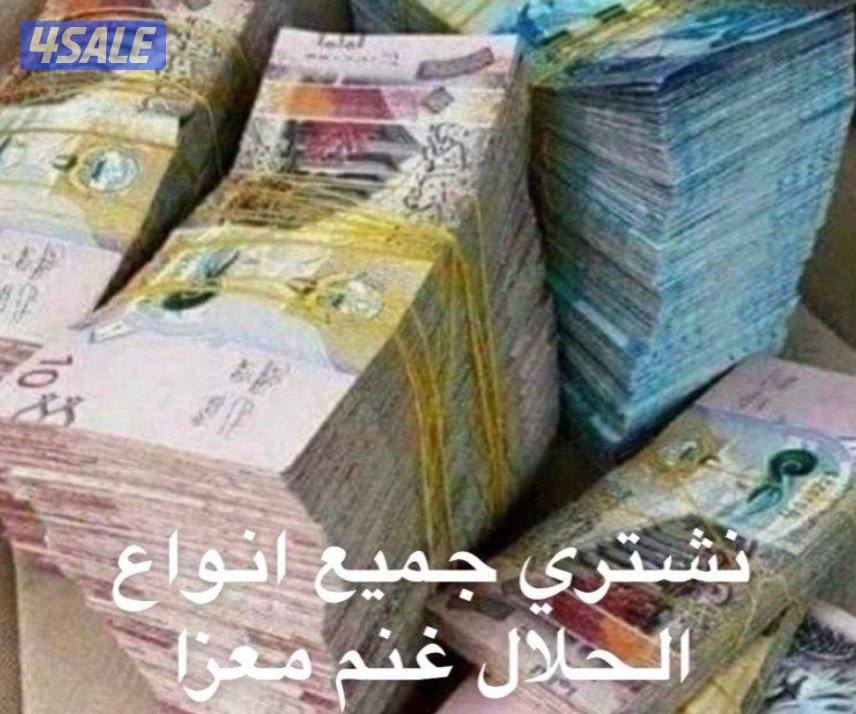 نشتري جميع انواع الحلال غنم معزا0