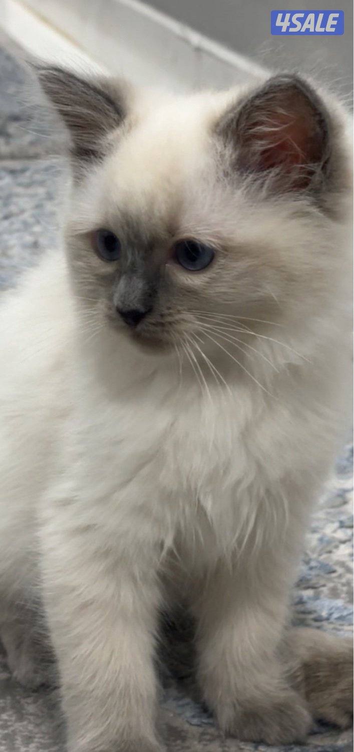 Birman cat (kittens)4