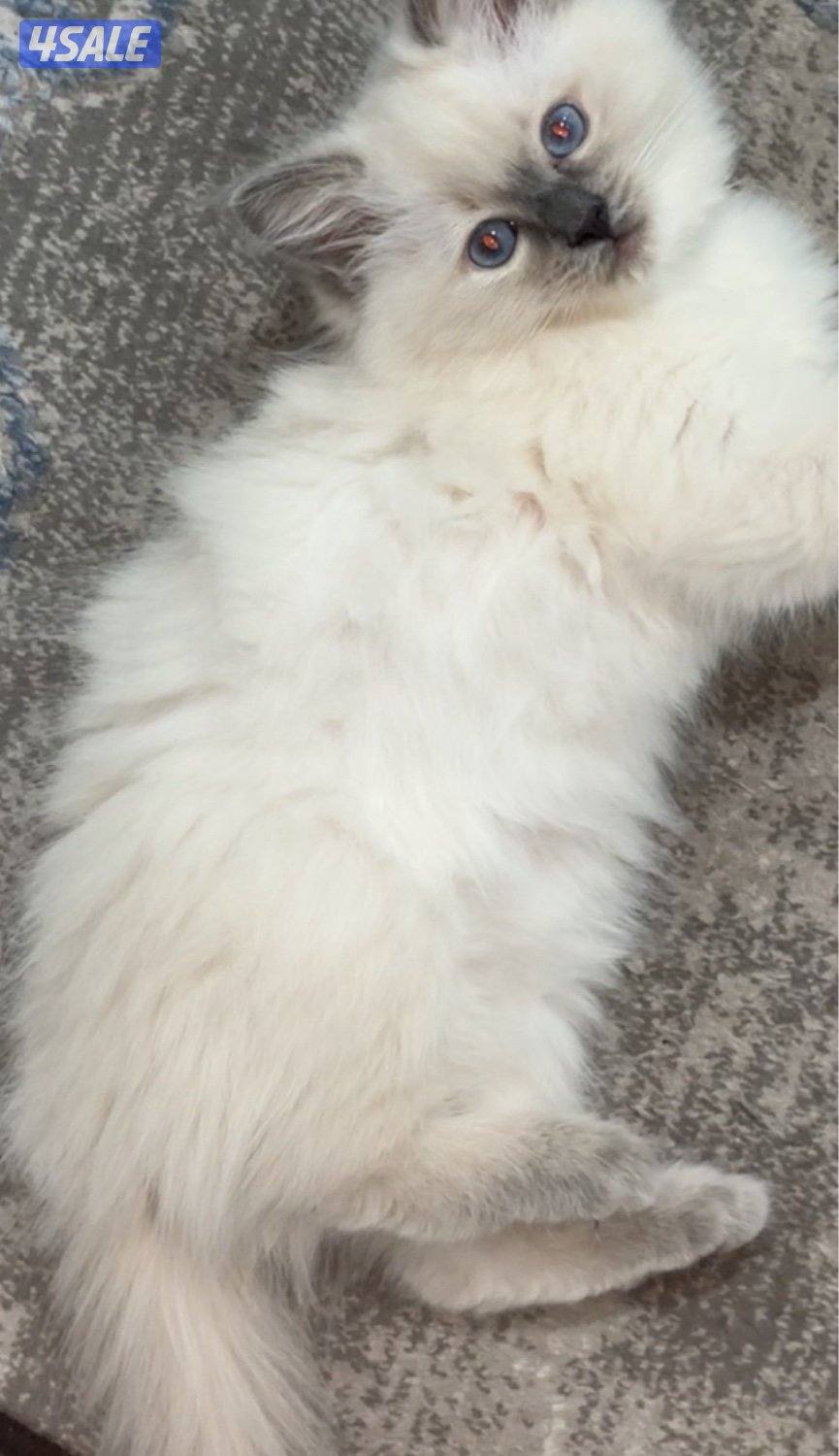 Birman cat (kittens)5