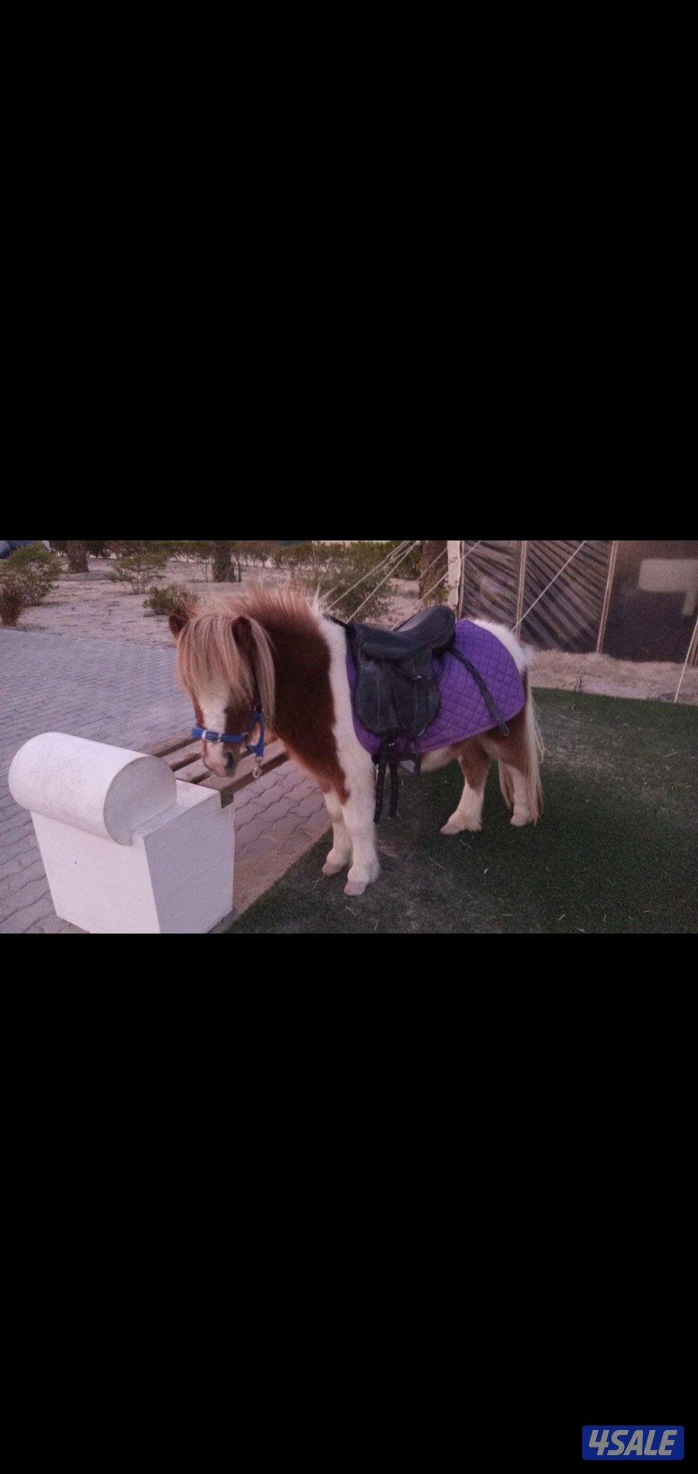 للبيع فرس بوني0