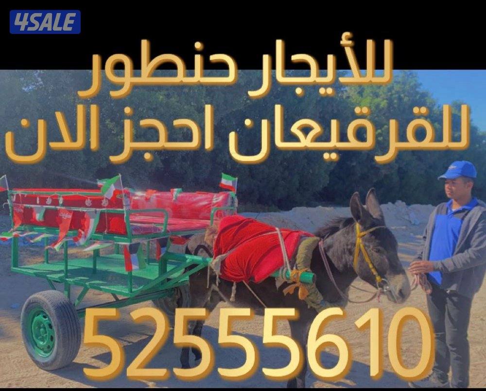 للأيجار بوني للاطفال وعربانه حنطور للقرقيعان توصيل جميع مناطق الكويت3