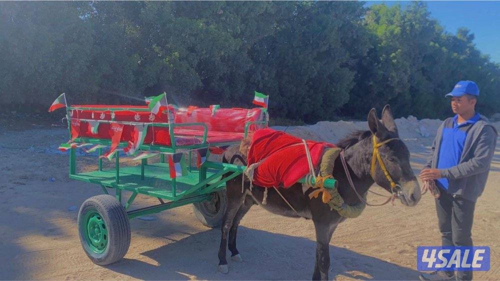 للأيجار بوني للاطفال وعربانه حنطور للقرقيعان توصيل جميع مناطق الكويت1