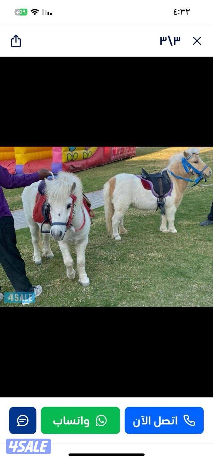 للأيجار بوني للاطفال وعربانه حنطور للقرقيعان توصيل جميع مناطق الكويت4