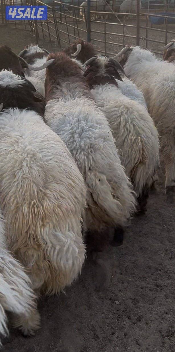 ذبايح نعيمي محلي وسعودي وشفالي جميع الاعمار0