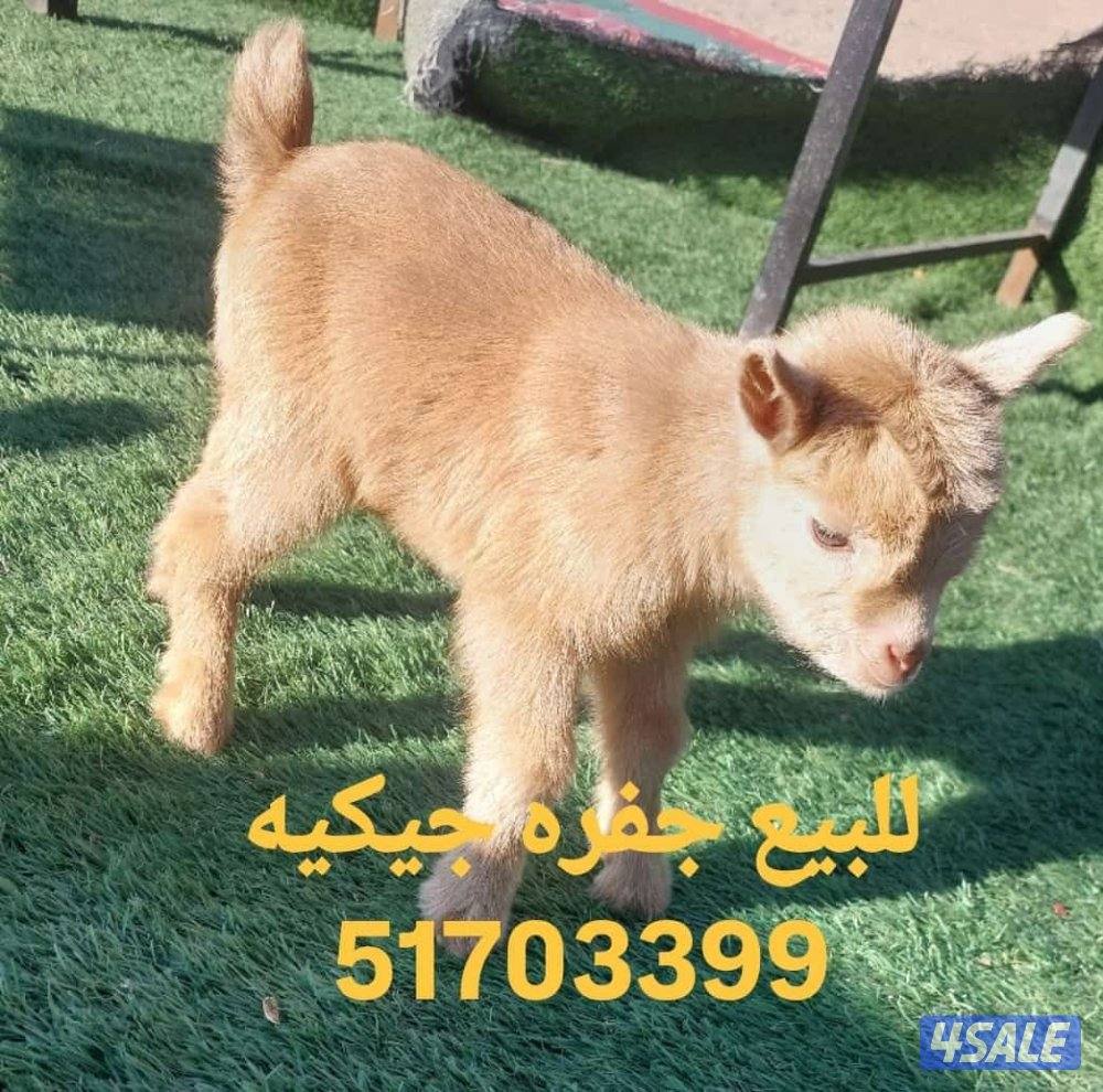 للبيع جفره جيكيه0