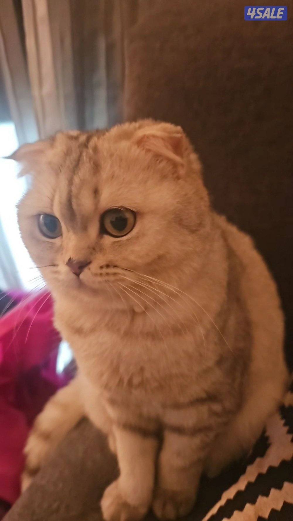 نثيه كيتن سكوتش فولد عمرها سنه وشهرين مطعمه ومعاها دفتر التطعيم0