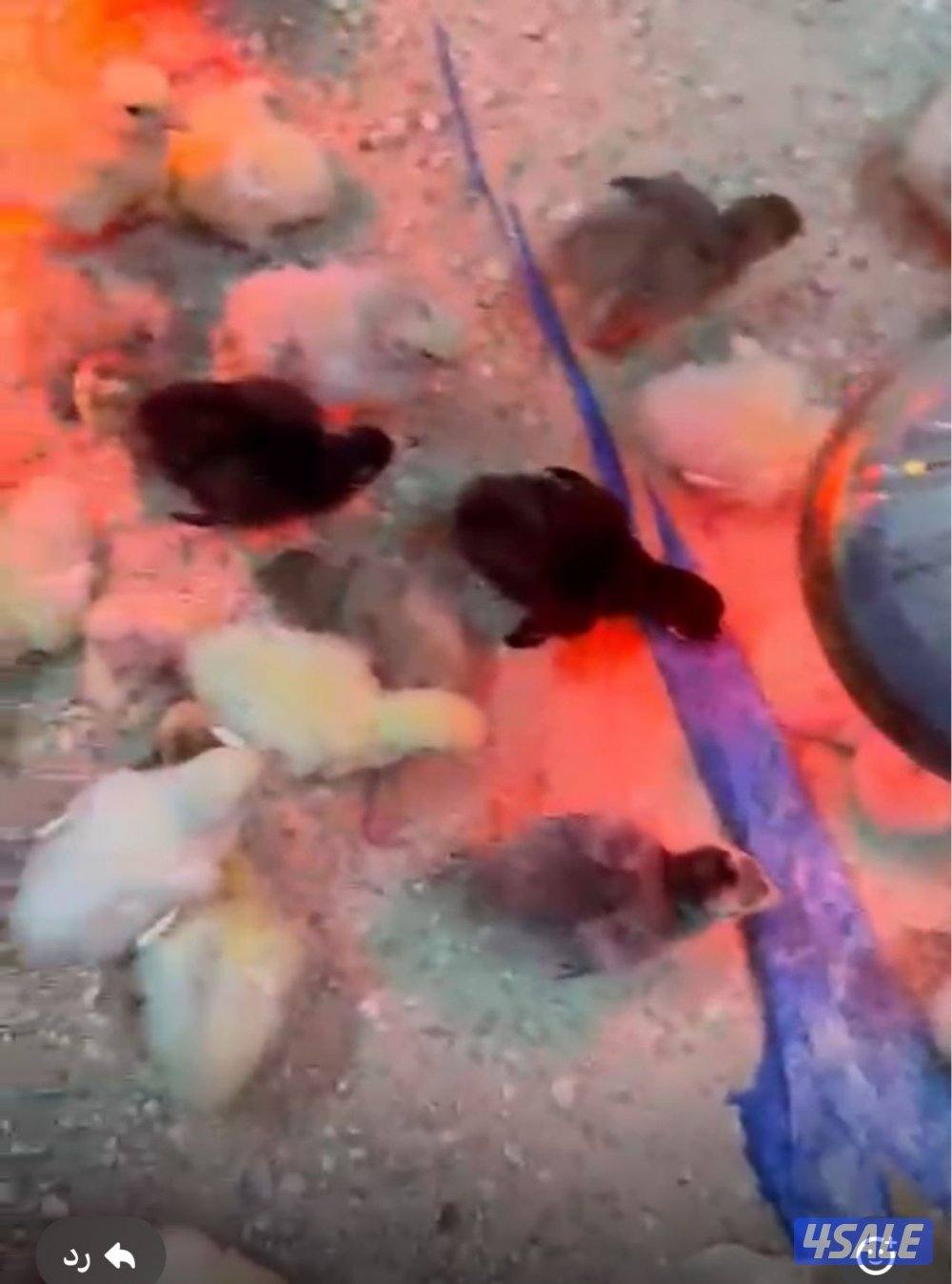 صيصان رومي أمريكي0