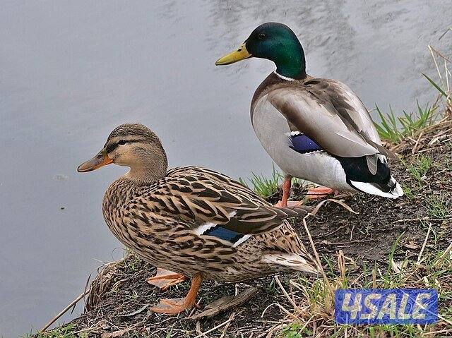 فروخ بط خضاري0