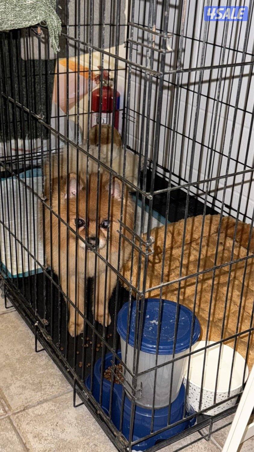 للبيع بوميرينيان0