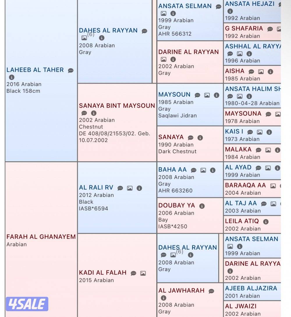 ◼️مهر واهو مصري أدهم ملكي فاخر◼️3