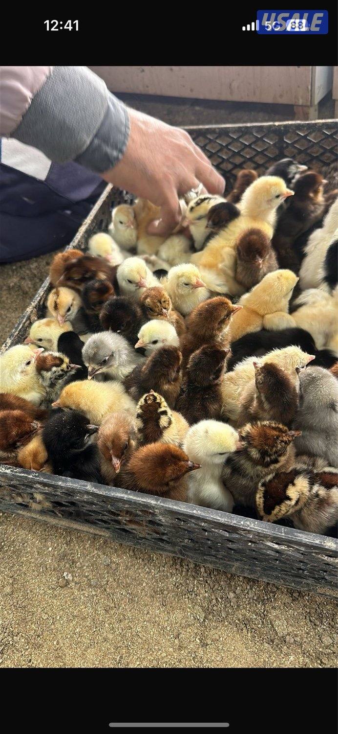 للبيع صيصان عربيه0