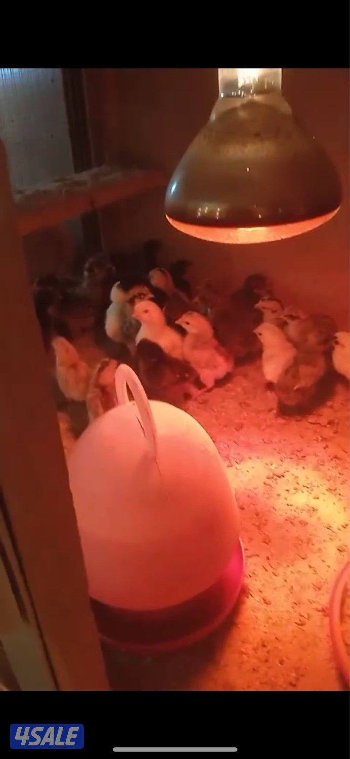 للبيع صيصان عربيه2