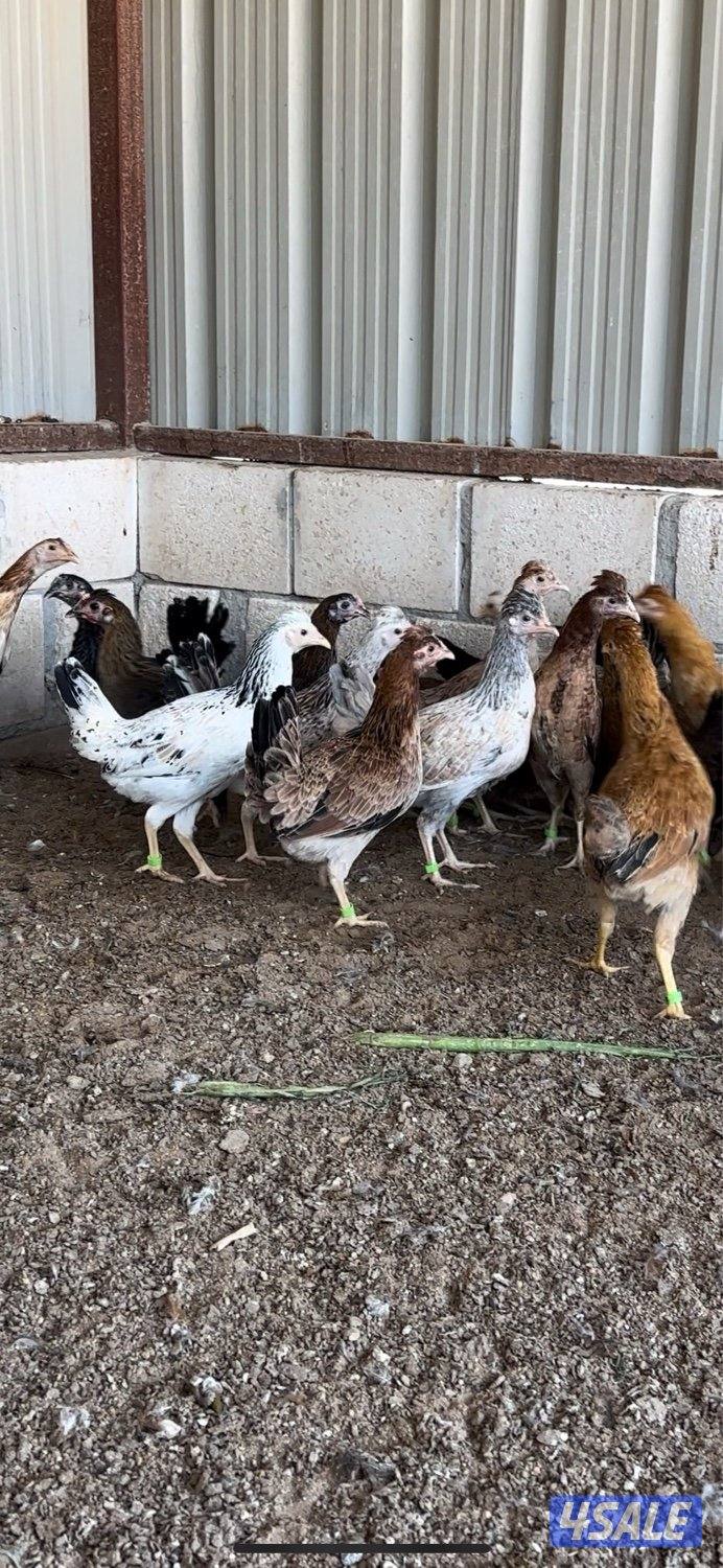 للبيع صيصان عربيه1