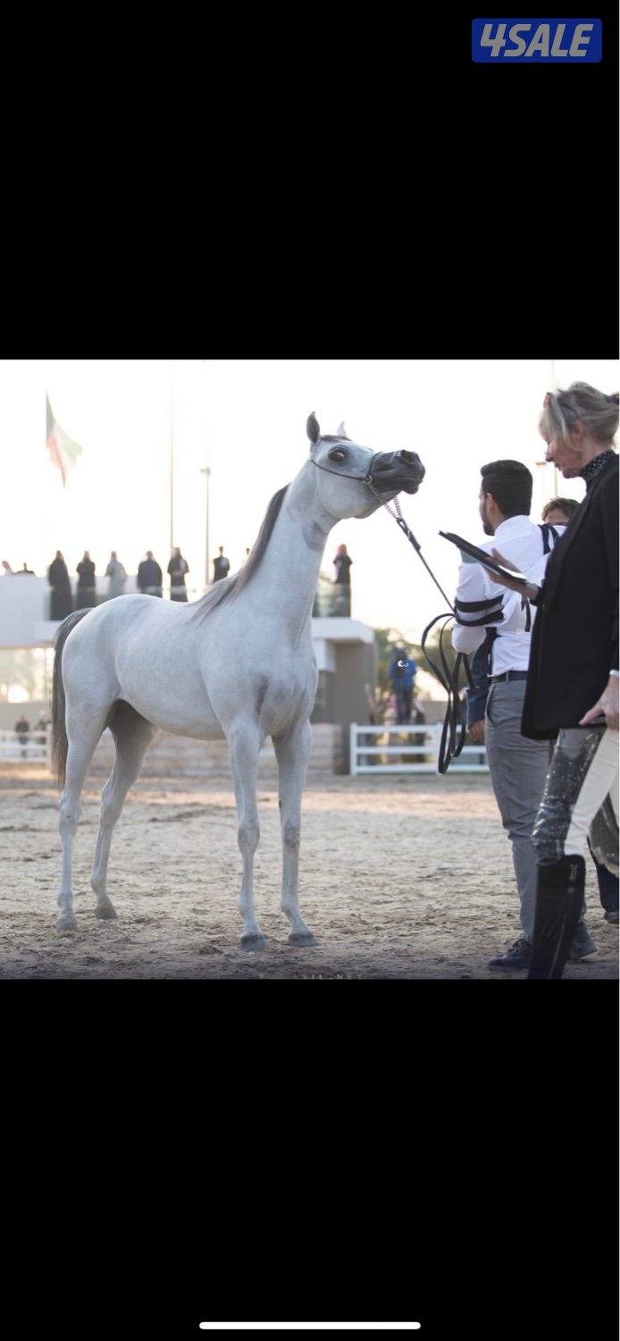 بيعه سريعه للبيع فحل حاصل على المركز الاول و منتجج0