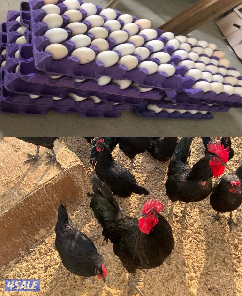 للبيع بيض الدجاج العربي العراقي0