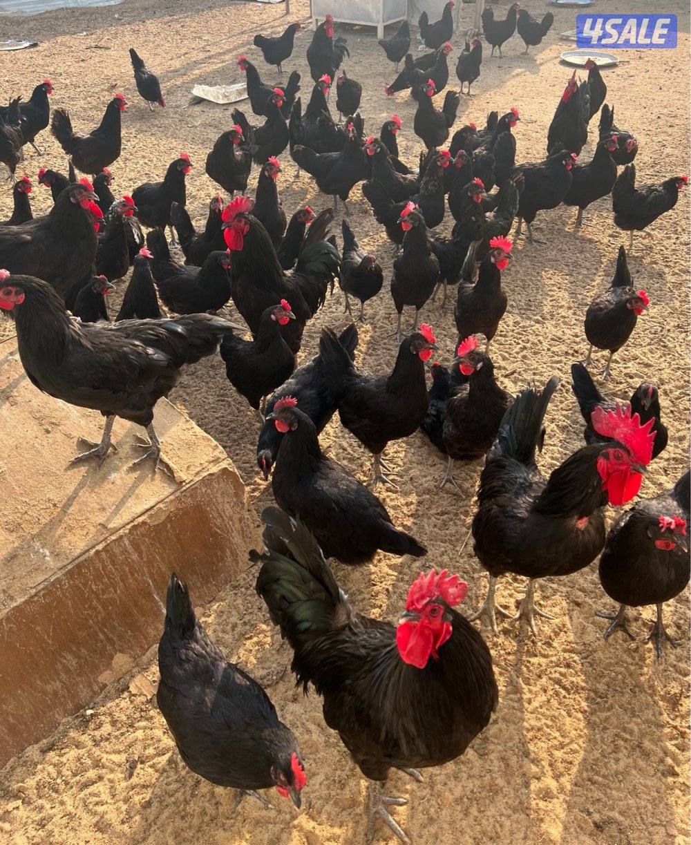 للبيع بيض الدجاج العربي العراقي1